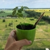 Олівець Eco Stick з насінням "Базилік"