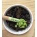 Карандаш Eco Stick с семенами «Мята»