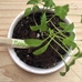 Карандаш Eco Stick с семенами «Петрушка»
