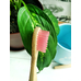 Бамбуковая зубная щетка "Bamboo" (pink)