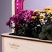 Умный набор для выращивания растений «Ecobloom», цветы