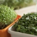 Набор для выращивания микрозелени, базилик