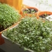 Набор для выращивания микрозелени, салат