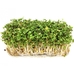 Набір для вирощування мікрозелені, салат