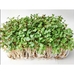 Набір для вирощування мікрозелені, капуста мізуна
