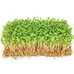 Набір для вирощування мікрозелені, капуста мізуна