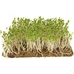 Набір для вирощування мікрозелені, редис