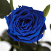 Три долгосвежих розы «Синий сапфир»