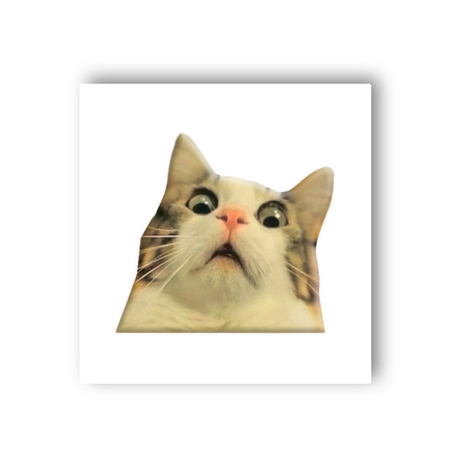 3D-стикер «Здивований котик»