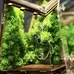 Вертикальная муравьиная ферма «Flora»