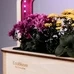 Умный набор для выращивания растений «Ecobloom», травы-приправы