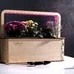 Умный набор для выращивания растений «Ecobloom», травы-приправы