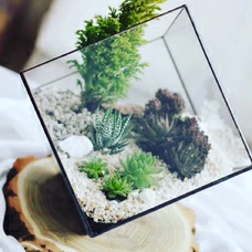 Набор для создания композиции из суккулентов «My mini botanica» придбати в інтернет-магазині Супер Пуперс