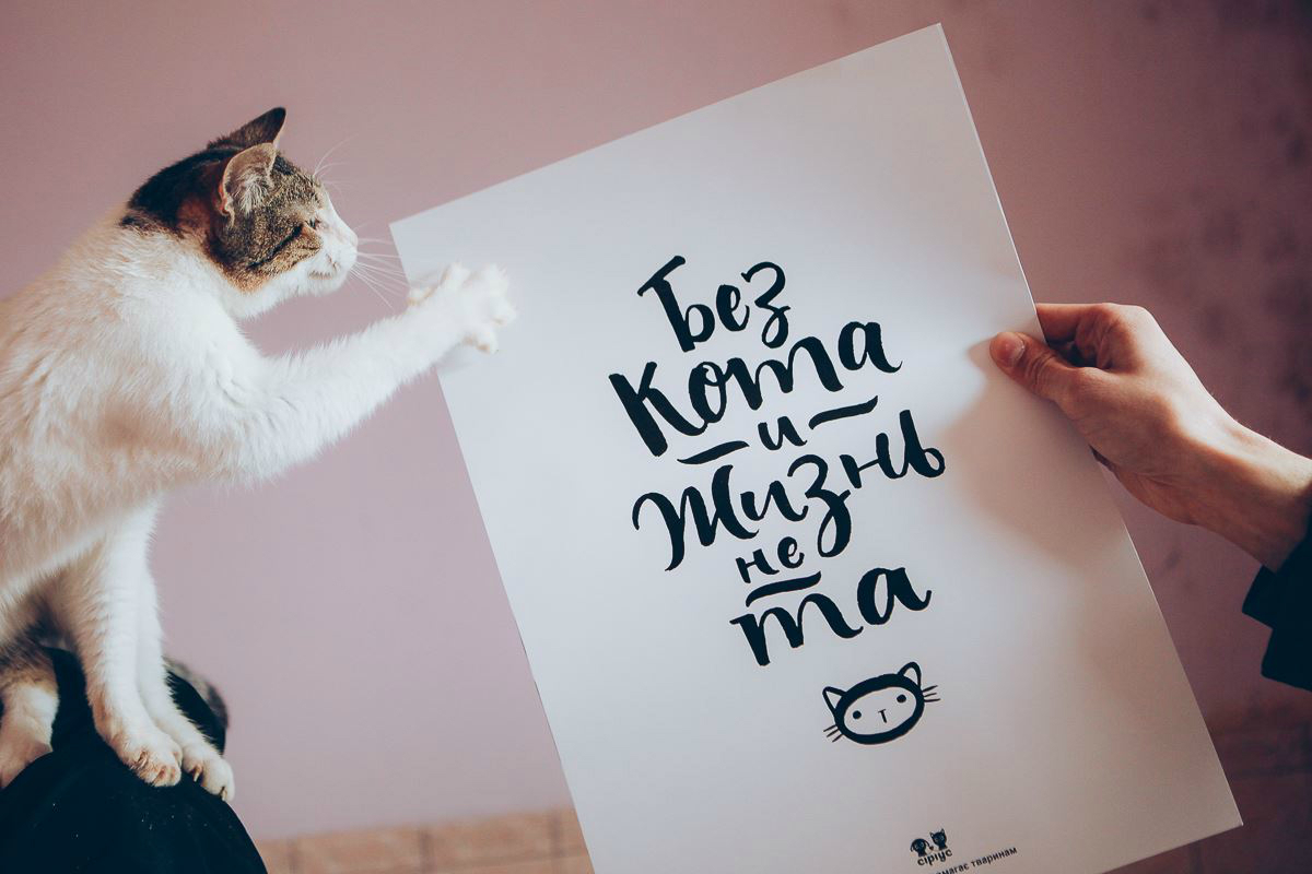 Постер без кота и жизнь не та